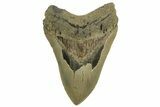 Fossil Megalodon Tooth - North Carolina #219937-1
